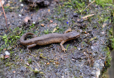 Lissotriton vulgaris ( Mindre vattensalamander )