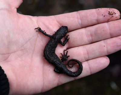 Triturus cristatus ( Strre vattensalamander )