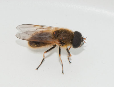 Cheilosia albipila ( Brudborsteblomfluga )