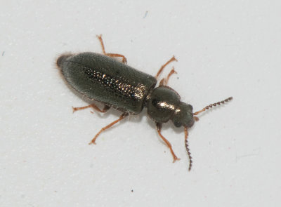 Dacytidae ( Borstbaggar )