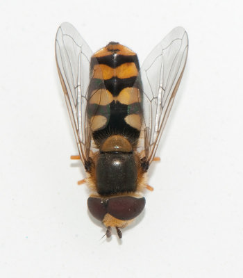 Eupeodes latifasciatus ( Blank fltblomfluga )