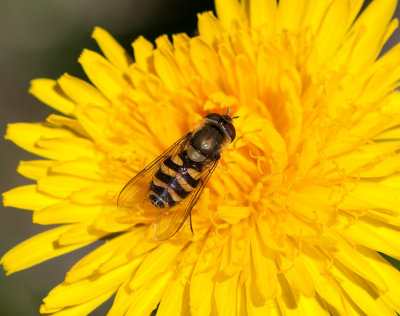 Syrphus vitripennis ( Mindre solblomfluga )