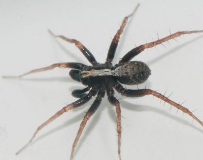 Lycosidae ( Vargspindlar )