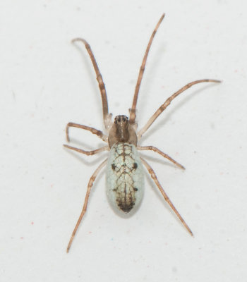 Tetragnatha pinicola ( Silverstrckspindel )