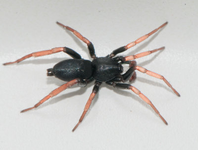 Trachyzelotes pedestris ( Fltsvartspindel )