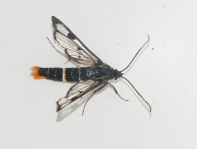 Synanthedon scoliaeformis ( Dolkstekellik glasvinge )