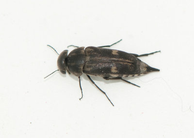 Mordellidae ( Tornbaggar )