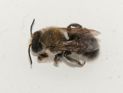 Megachile willughbiella ( Stocktapetserarbi )