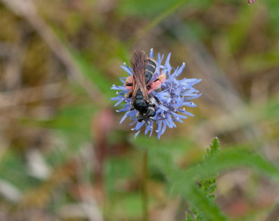 Andrena hattorfiana ( Vddsandbi )