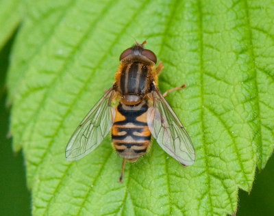 Parhelophilus frutetorum ( Snrstrandblomfluga )