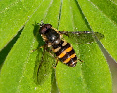 Megasyrphus erraticus ( Bandad barrblomfluga )