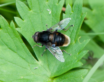 Eristalis intricaria ( Mrk slamfluga )