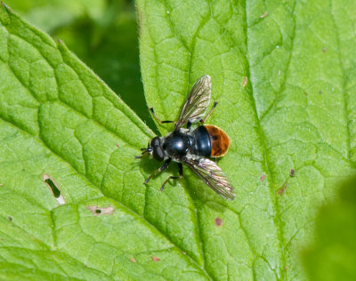 Blera fallax ( Rd stubblomfluga )