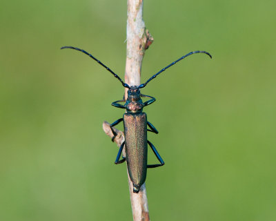 Aromia moschata ( Myskbock )