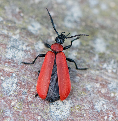 Pyrochroa coccinea ( Stor kardinalbagge )