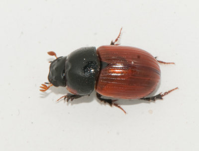 Aphodius pedellus ( Rdvingad dyngbagge )