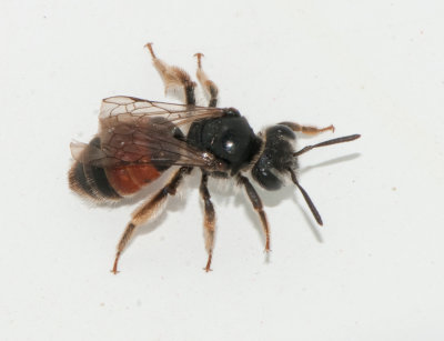 Andrena labiata ( Blodsandbi )