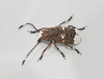 Anthribidae ( Plattnosbaggar )