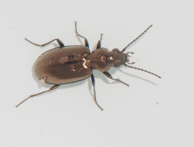 Bembidion bipunctatum ( Kopparstrandlpare )