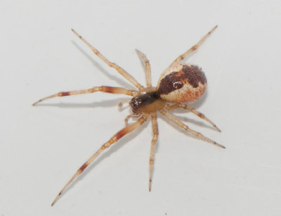 Anelosimus vittatus ( Bandklotspindel )