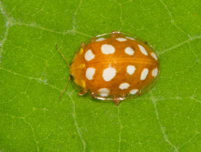 Halyzia sedecimguttata ( Sextonflckig skldpiga )