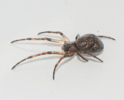 tetragnatha nigrita ( Sotstrckspindel )