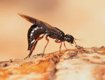 Xiphydria camelus ( Kamelstekel )