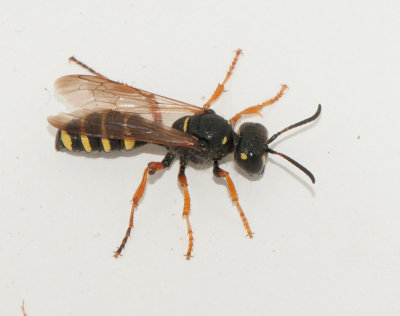 Cerceris arenaria