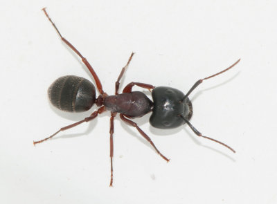 Camponotus ligniperda ( Jordhstmyra )