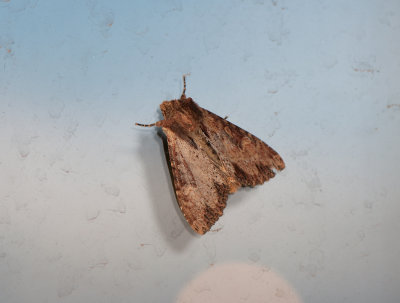 Apamea crenata ( Allmnt ngsfly )