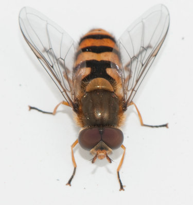  Parasyrphus nigritarsis ( Svartfotad buskblomfluga )