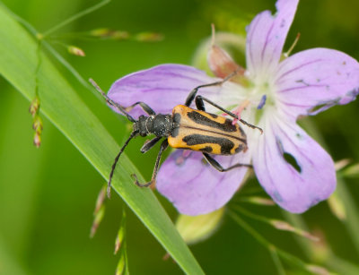  Brachyta interrogationis ( Strre frgeteckenbock )