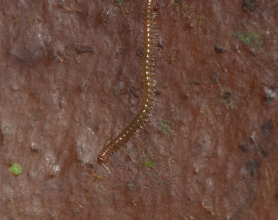 Choneiulus palmatus ( Borstprlfoting )