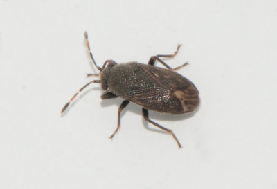 Stygnocoris fuligineus