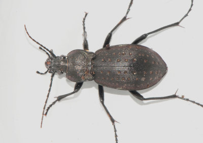 Carabus hortensis ( Trdgrdslpare )