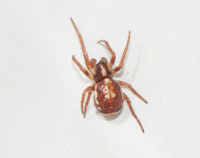 Hamraheden16022459flckglans.jpg