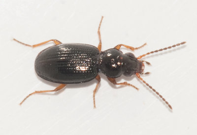 Bembidion gilvipes ( Fuktstrandlpare )