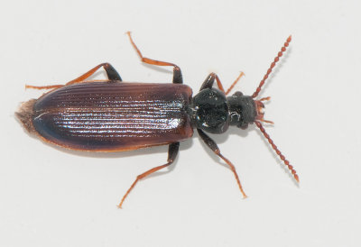  Pythidae ( Barkplattbaggar )