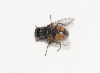 Musca autumnalis