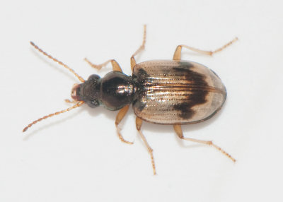 Bembidion pallidipenne ( Blek strandlpare )