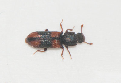 Bitoma crenata