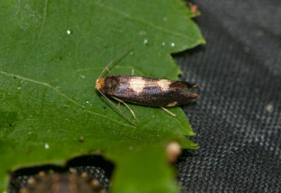 Incurvaria oehlmanniella ( Blbrsbladskrare )