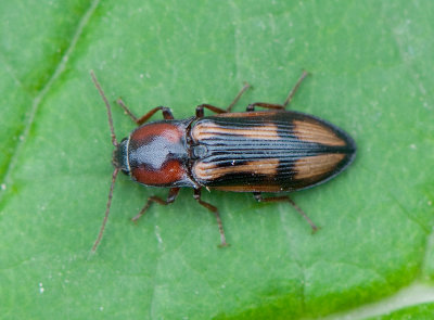 Elateridae ( Knppare )