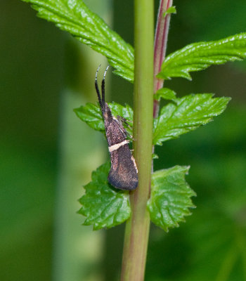 Eidophasia messingiella ( Krrsenapsmal )