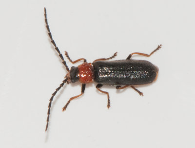 Crudosilis ruficollis