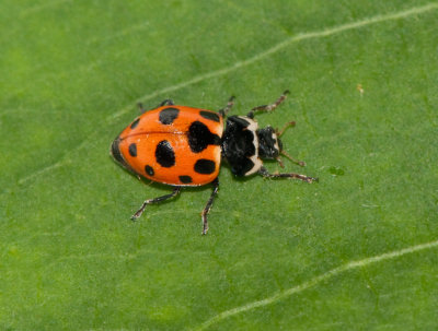 Ceratomegilla notata ( Nsselplattpiga )