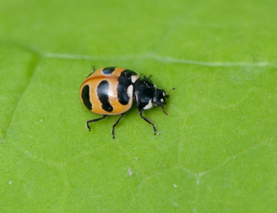 Coccinella trifasciata ( Trebandad nyckelpiga )