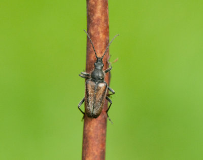 Gnathacmaeops pratensis ( Gul kulhalsbock )