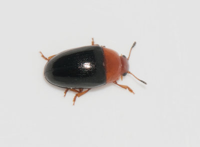 Erotylidae ( Trdsvampbaggar )