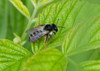 Andrena denticulata ( Tandsandbi )